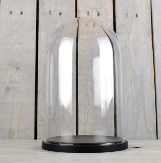 medium-glass-dome-display-cover-cloche-black-base-height-31cm
