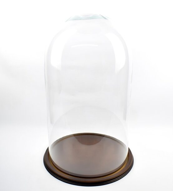 vintage-look-large-glass-dome-with-wooden-base-height-61-5-x-34-6-cm